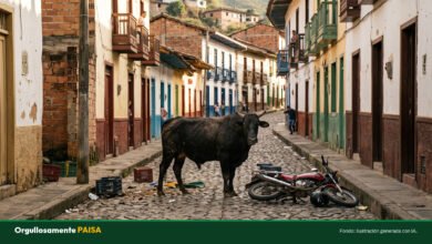 Del susto al chance: un toro suelto causó pánico en Remedios y la Alcaldía busca al dueño